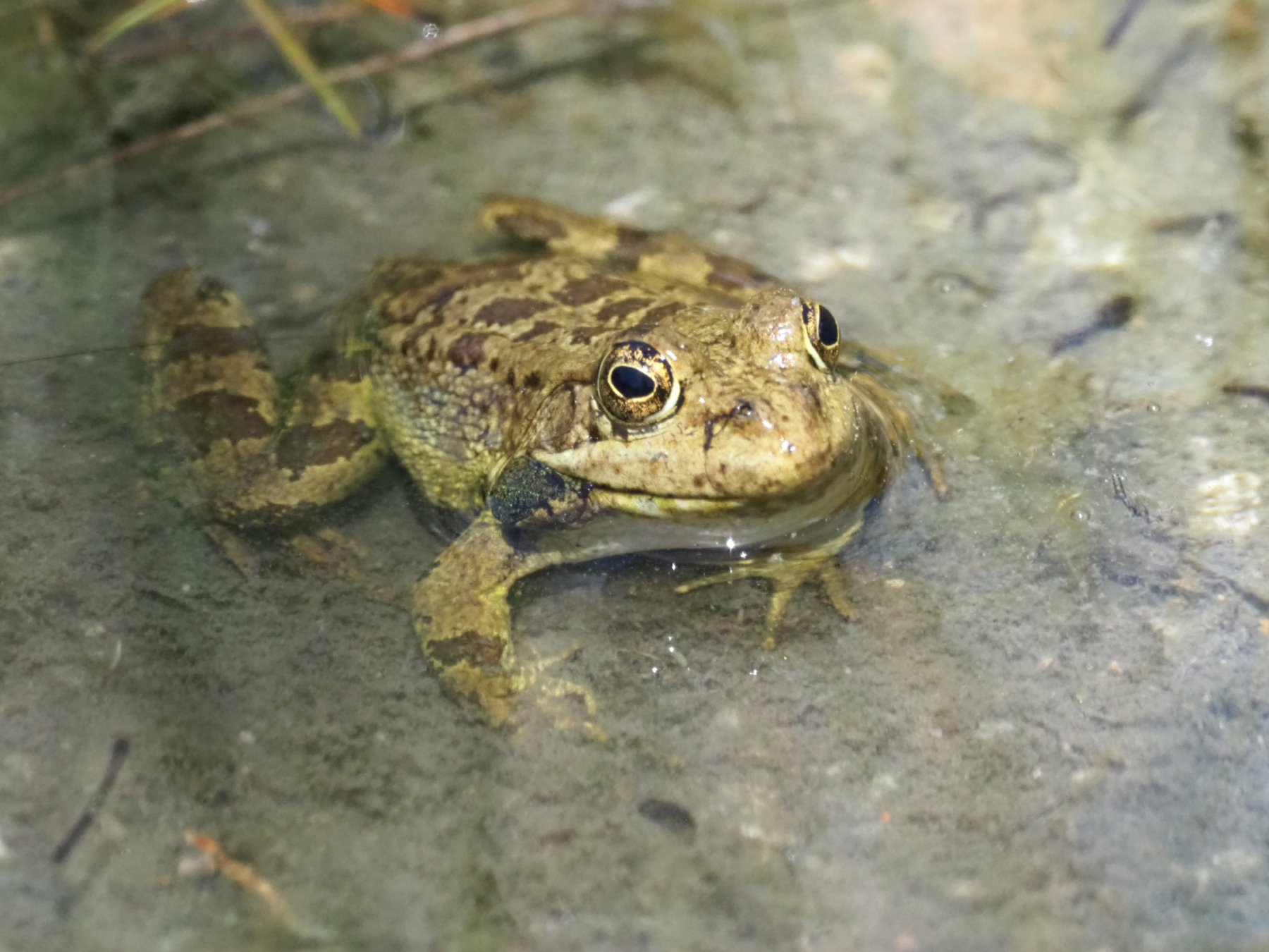 Kreta-Wasserfrosch-2