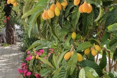 Japanese medlars
