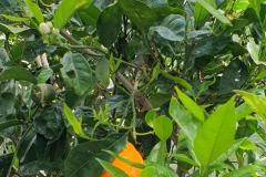 Orange tree