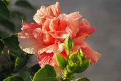 Hibiskus