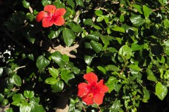 Hibiskus