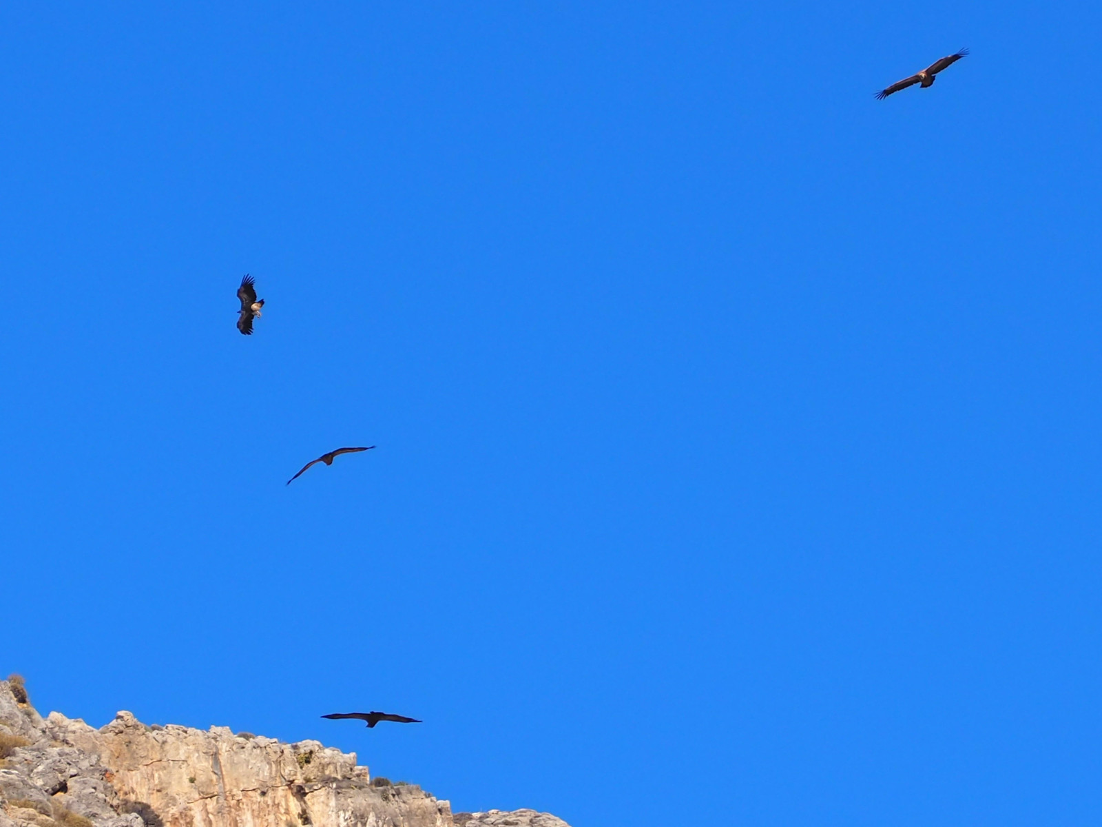 Pulk gliding of up to 7 vultures