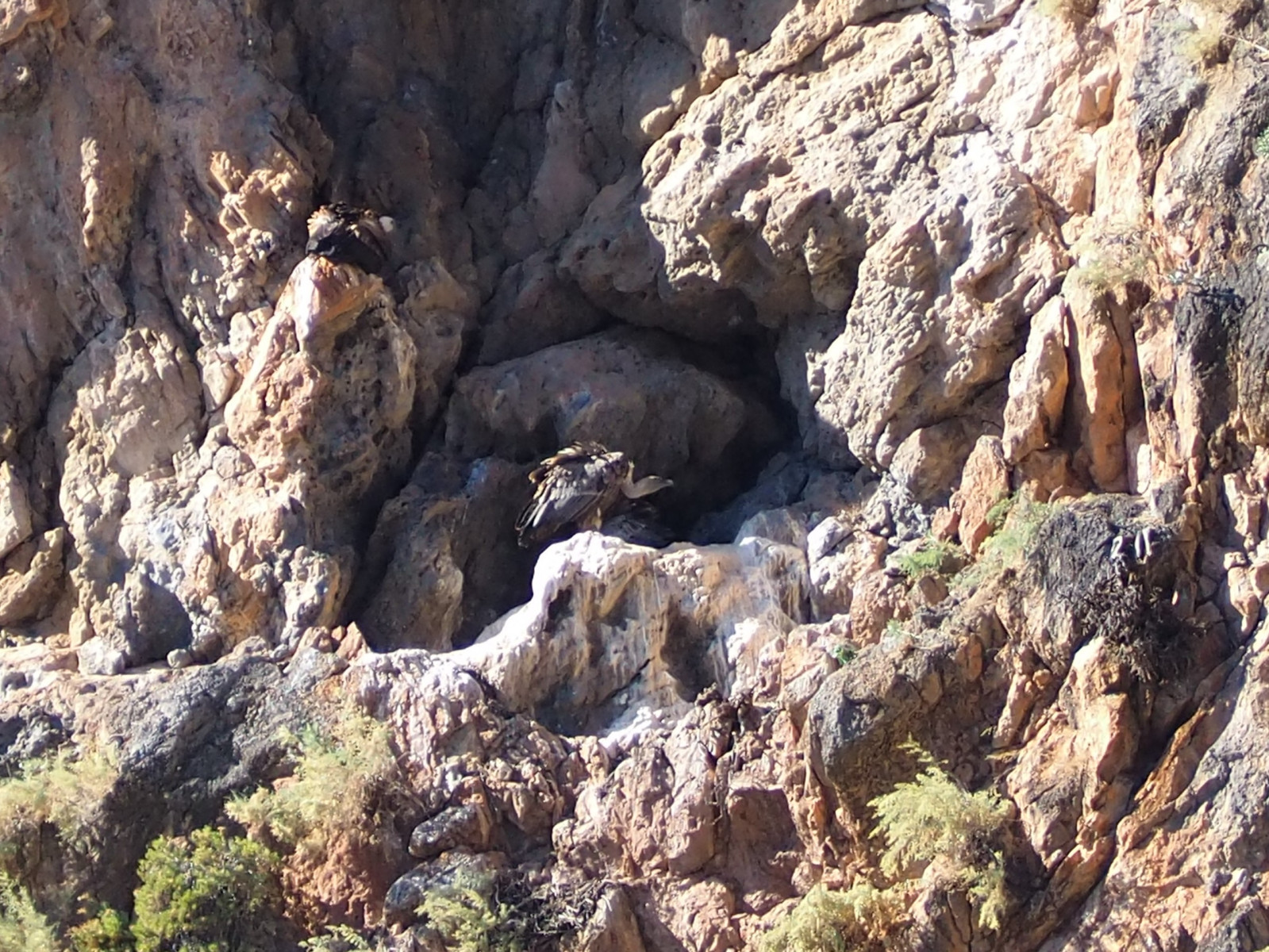 Young vuluture shape (below)