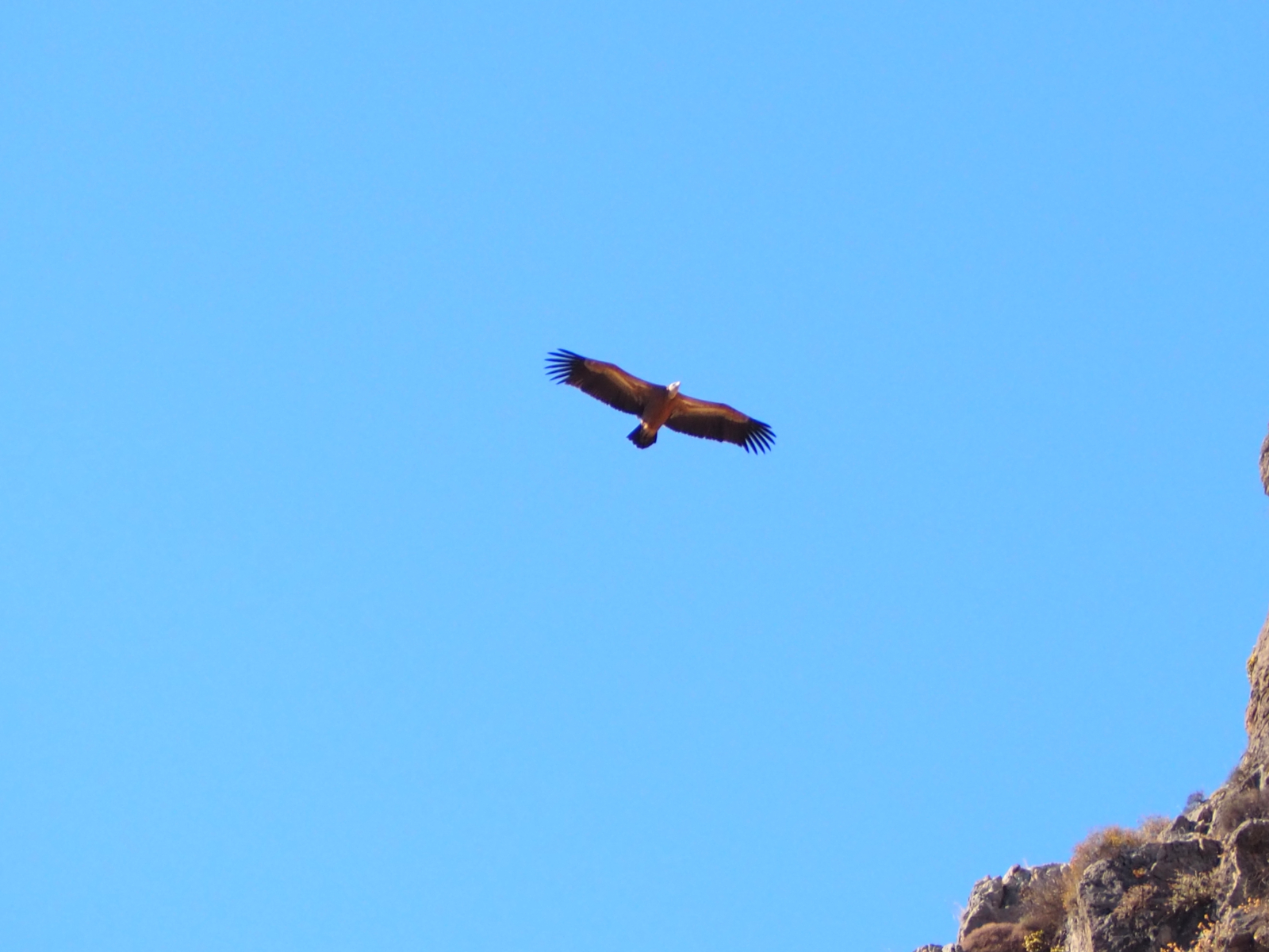 Vultures are masters in gliding